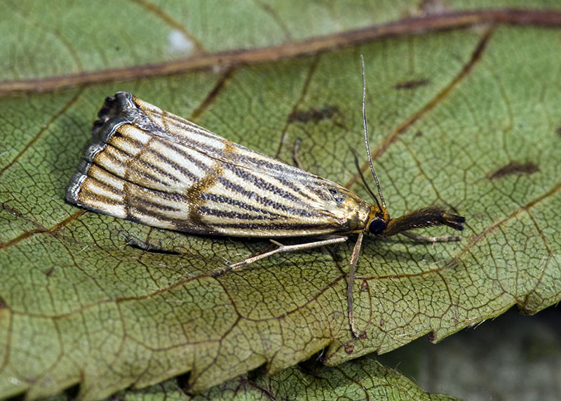 Chrysocrambus craterellus e cassentiniellus